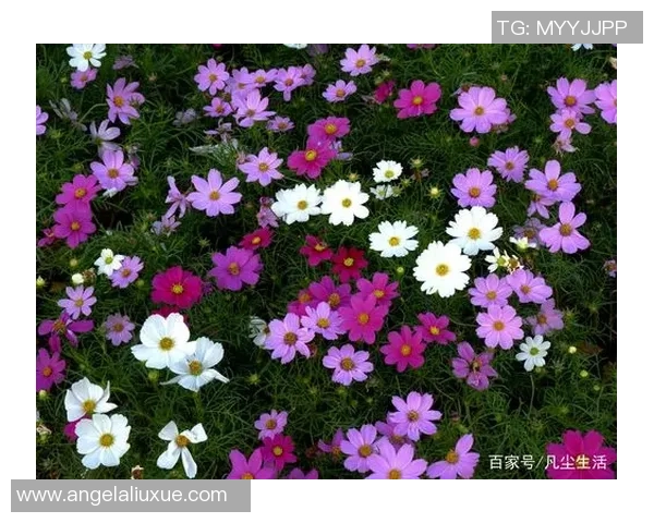 何思雨：在风雨中绽放的坚韧与希望的故事